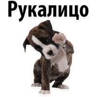 Собачий слэнг