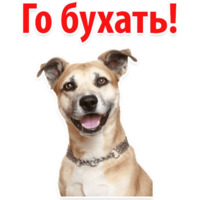 Собачий слэнг