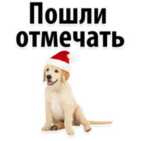Собачий слэнг