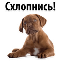 Собачий слэнг