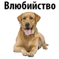Собачий слэнг