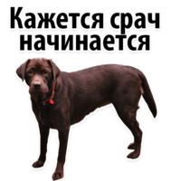 Собачий слэнг