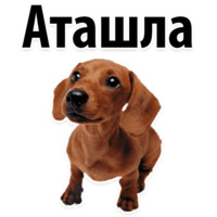 Собачий слэнг