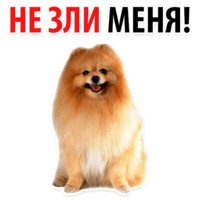 Собачий слэнг
