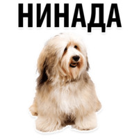 Собачий слэнг