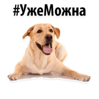 Собачий слэнг