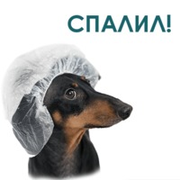 Такса