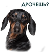 Такса