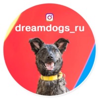Собаки мечты