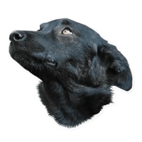 Собаки мечты