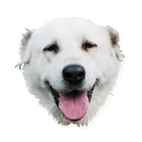 Собаки мечты
