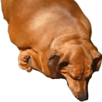 Жирные таксы