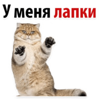 Твои любимые фразы 2