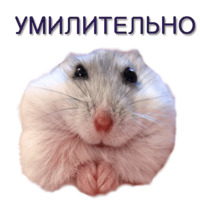 Хомячья жизнь