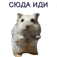 Хомячья жизнь