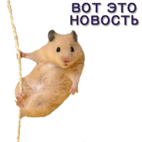 Хомячья жизнь