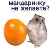 Хомячья жизнь