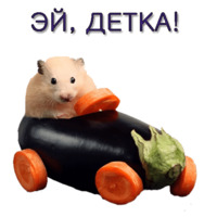 Хомячья жизнь