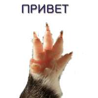 Хомячья жизнь