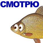 КАРАСЬ