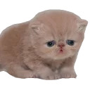 Кисик