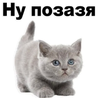 Набор стикеров Котята