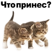 Котята