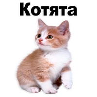 Котята
