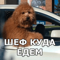 Пёсели