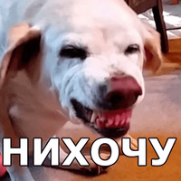 Пёсели