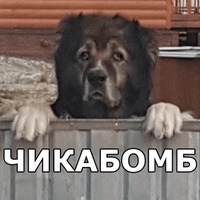 Пёсели