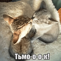 Котеечная любовь