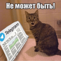 Котеечная любовь