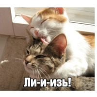 Котеечная любовь