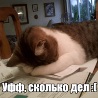 Котеечная любовь