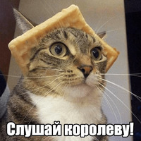 Котеечная любовь