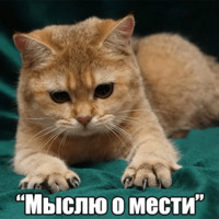 Котеечная любовь