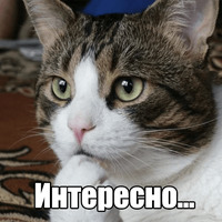 Котеечная любовь