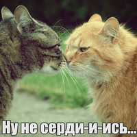Котеечная любовь