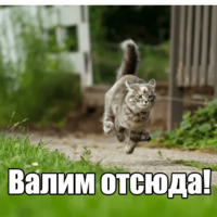 Котеечная любовь
