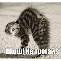 Котеечная любовь