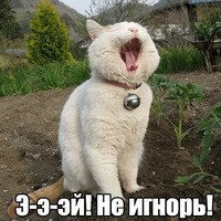 Котеечная любовь