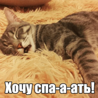 Котеечная любовь