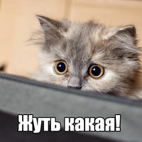 Котеечная любовь