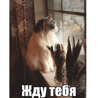 Котеечная любовь
