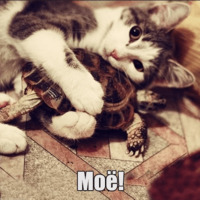 Котеечная любовь