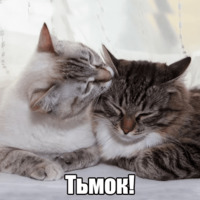 Котеечная любовь