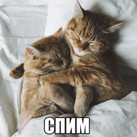 Котеечная любовь