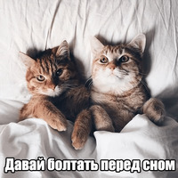 Котеечная любовь