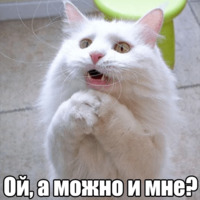 Котеечная любовь